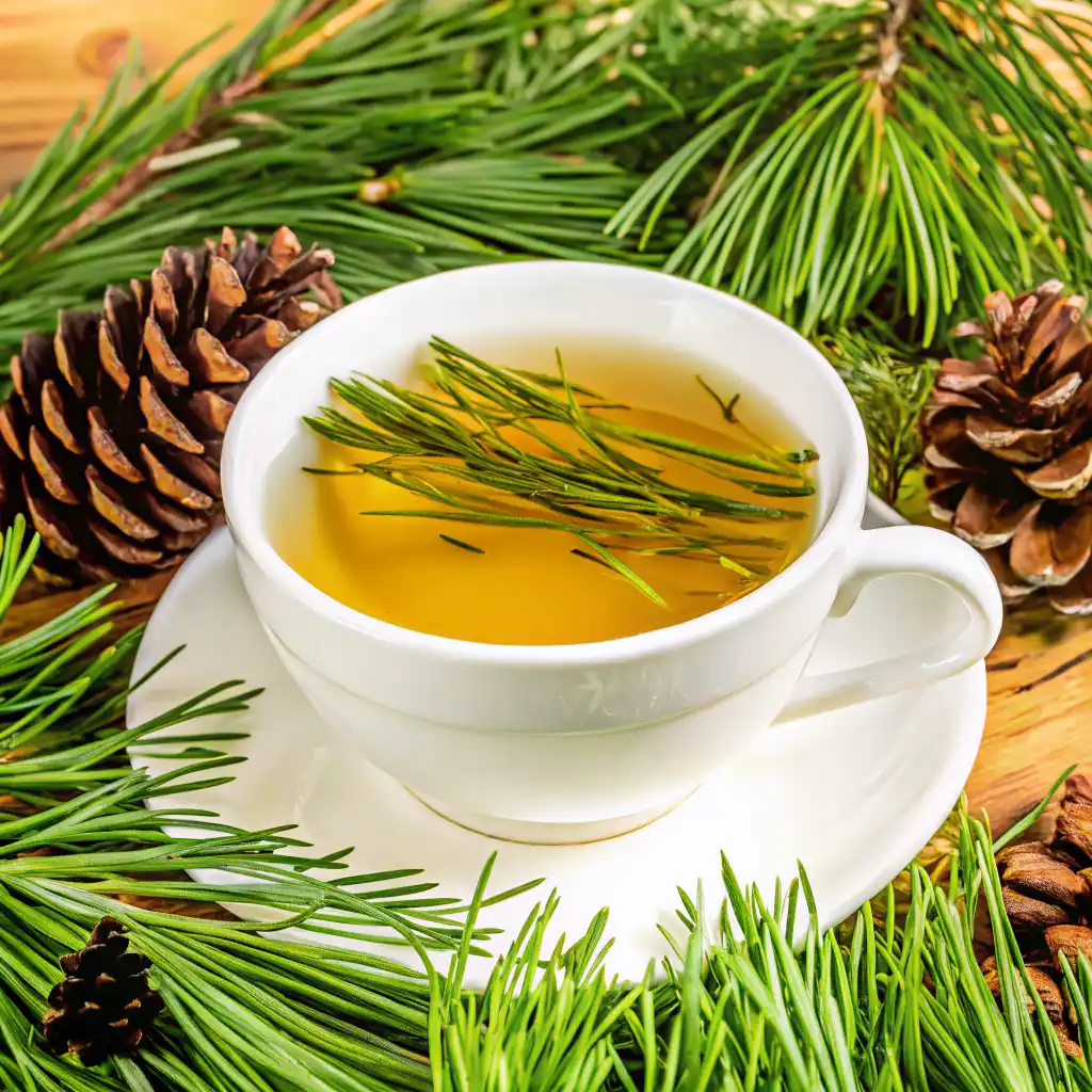 White ceramic cup filled with pine needle tea, surrounded by fresh green pine needles and pinecones.